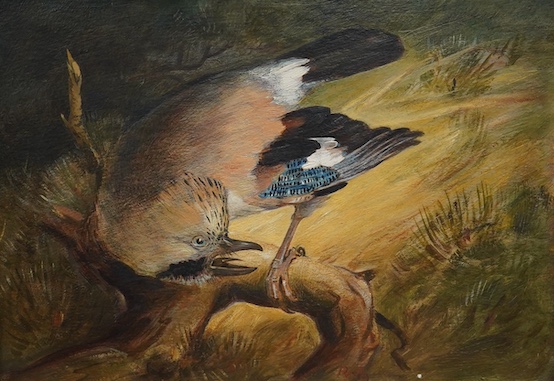 Rowland Wright Alston (1897-1958), oil on board, Study of a Jay, 24 x 34cm, gilt framed. Condition - good